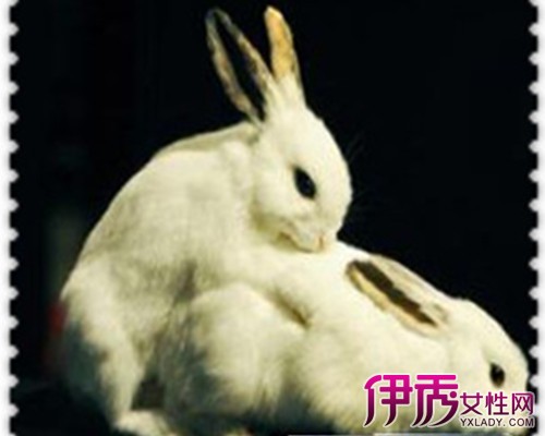 【图】兔子交配技术有哪些 为你提供兔子喂养的方法