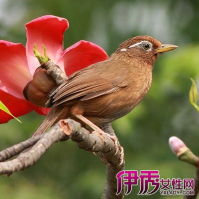画眉饲养方法