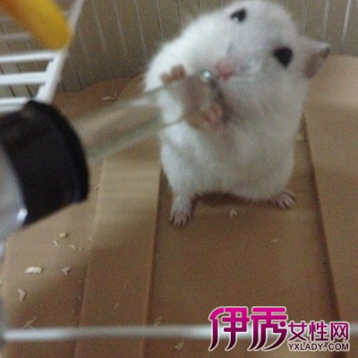 【仓鼠怎么喝水】【图】介绍仓鼠怎么喝水 让