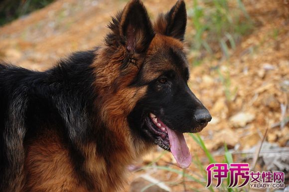 【长毛德牧】【图】长毛德牧图片大全 5大生活