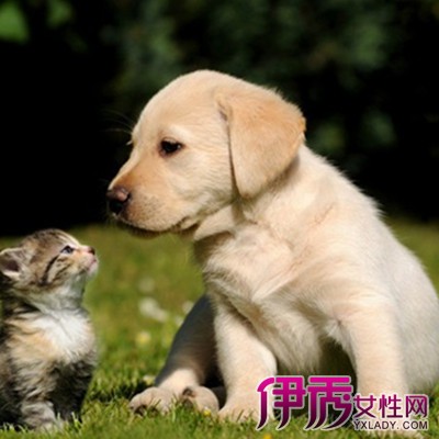 【拉布拉多犬幼犬图片】【图】拉布拉多犬幼犬