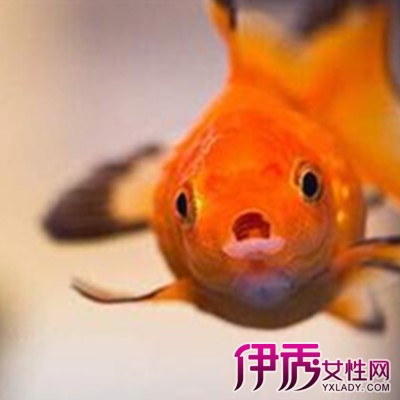 【养金鱼的方法】【图】养金鱼的方法集锦 金
