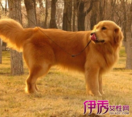【金毛犬吃什么】【图】金毛犬吃什么 6种金毛