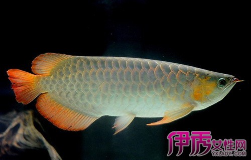 【怎么挑选银龙鱼】【图】怎么挑选银龙鱼 教