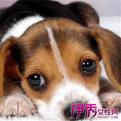 【狗口吐白沫是怎么回事】【图】狗口吐白沫是