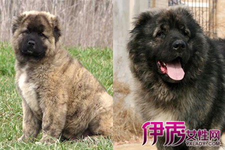 【图】大型犬高加索犬护主 能够独自看家保护主人