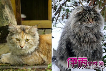 【图】养猫新手一定得掌握 缅因猫饲养的基本常识