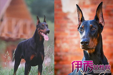 【图】家养宠物犬需要了解的常识 杜宾犬立耳一定要手术吗