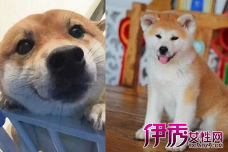 【图】表情包北登柴犬去世引全网哀悼 3点教你分清柴犬和秋田犬