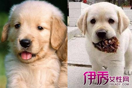 【图】一分钟辨别拉布拉多和金毛犬的区别 你get到了吗