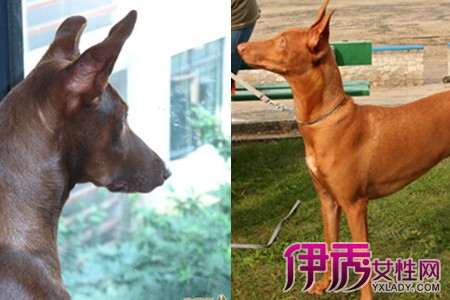 【图】中国禁养法老王猎犬的原因是什么 这种说法让人难以接受