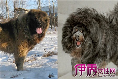 【图】高加索犬与藏獒 谁更厉害