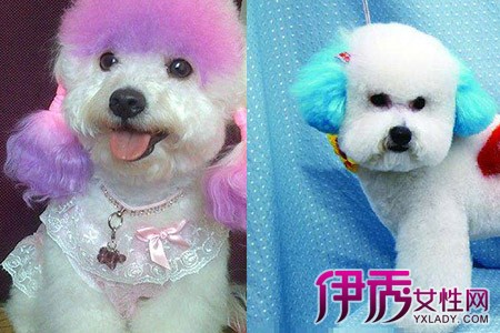 【图】比熊犬创意染色四大注意事项 过度美容有损狗狗健康