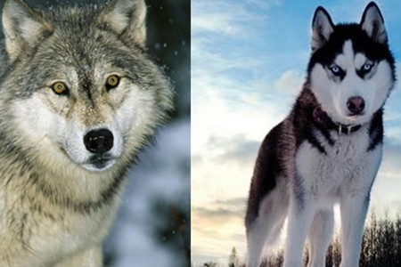 【图】哈士奇和狼的区别 教你轻松辨别的方法