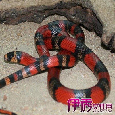 怀孕梦见蛇是什么意思|life.yxlady.com-伊秀生活