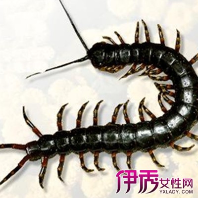 梦见被蜈蚣咬，高手解梦