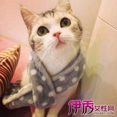 梦见被猫抓出血|life.yxlady.com