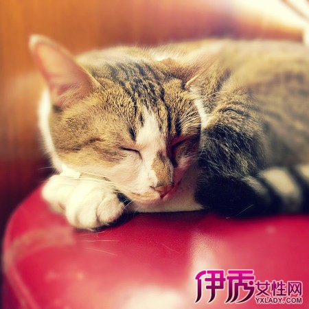 女人梦见猫是什么征兆|life.yxlady.com