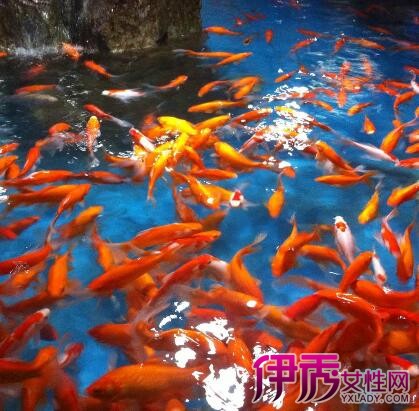 【图】梦见鱼塘里好多鱼跳出水面代表什么? 为