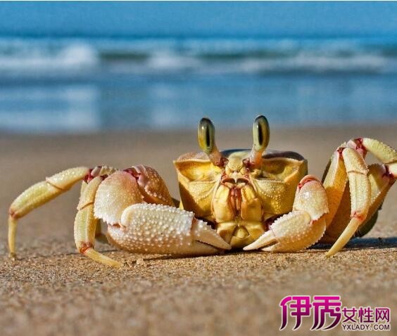 【图】做梦梦到螃蟹是怎么回事 周公解梦为你解疑
