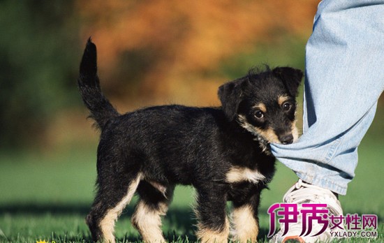 周公解梦被狗咬出血|life.yxlady.com