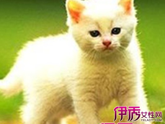 梦见猫算死了是什么意思|life.yxlady.com
