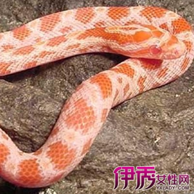 男人梦见蛇是怎么回事|life.yxlady.com