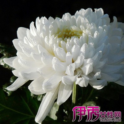 重阳节送什么花|life.yxlady.com