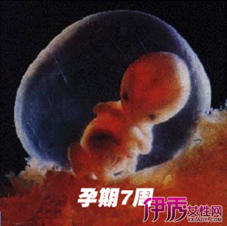 【图】怀孕两个月的胎儿图片欣赏 怀孕二月的胎教知识