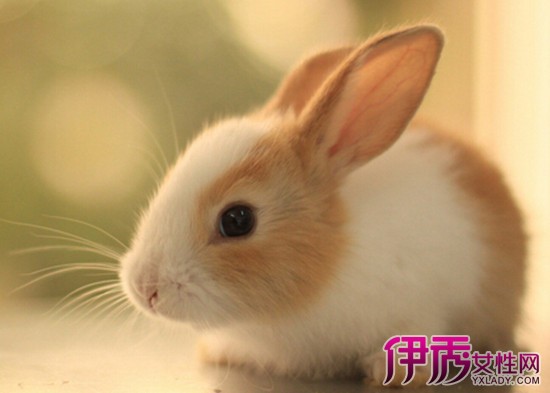 孕妇梦见兔子|life.yxlady.com