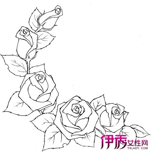 手绘花瓶牡丹花铅笔画