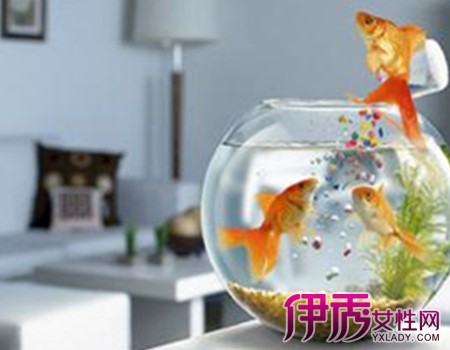 【养鱼风水】【图】养鱼与风水有什么关系呢