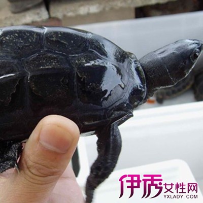 【养乌龟风水】【图】养乌龟风水精确分析 揭