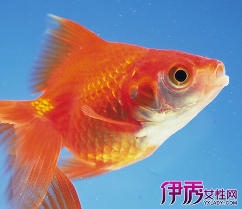【什么的金鱼】【图】养什么的金鱼好 从风水