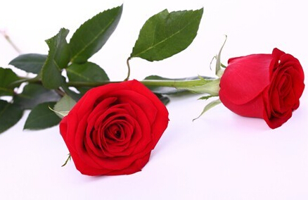 白玫瑰代表纯揭列闵钔 花草 正文 玫瑰花语大全 红玫瑰的花语