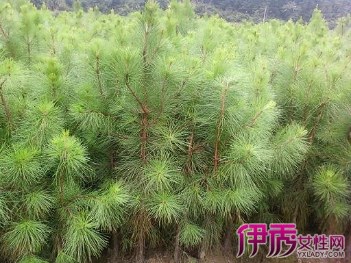 马尾松|life.yxlady.com