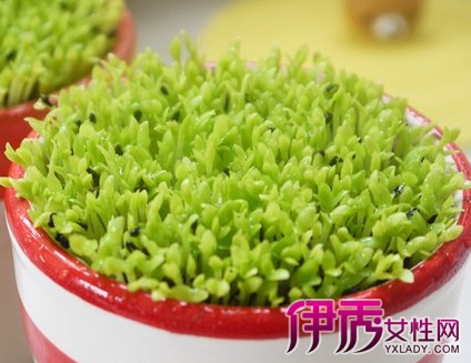 盆栽火龙果施肥|life.yxlady.com