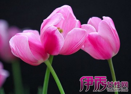 郁金香花期几月|life.yxlady.com