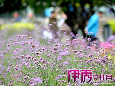 石家庄植物园八月开什么花|life.yxlady.com