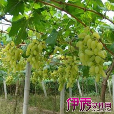 葡萄种植技术_葡萄种植技术视频_葡萄种植方