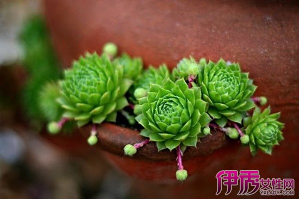 多肉植物怎么繁殖|life.yxlady.com