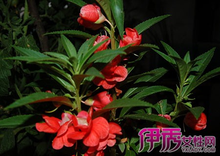 指甲<em>花</em>怎么<em>染头发</em>|life.yxlady.com-伊秀生活小常