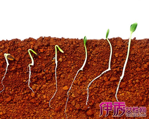 植物传播种子的图片_植物是怎样传播种子的