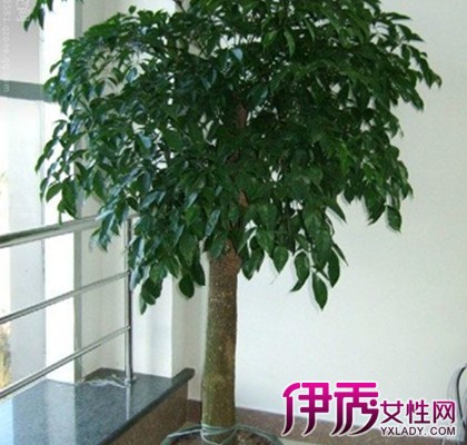 【图】家庭盆栽常绿植物图片大全 为你介绍四种适合家栽的树