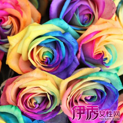 【图】七彩玫瑰花图片大全 【图】七彩玫瑰花图片大全