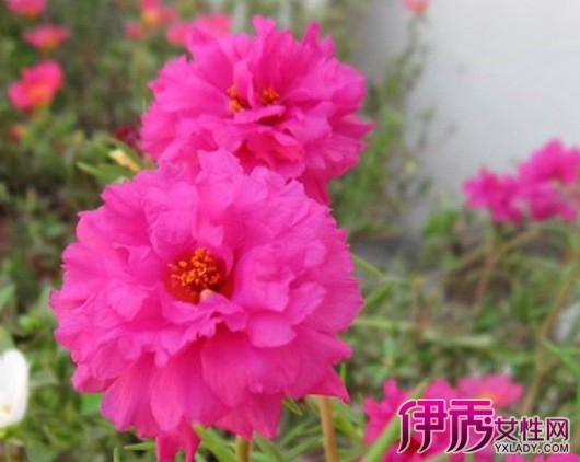 太阳花的品种|life.yxlady.com