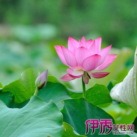 荷花有什么作用|life.yxlady.com