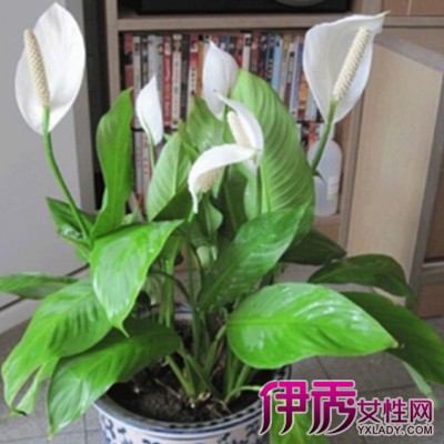 白掌放表情|life.-伊秀v表情小常图片卧室包坑爹图片