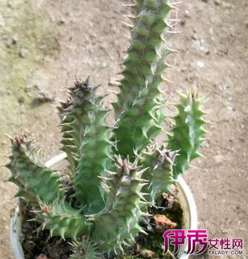 多肉植物仙人掌科图片 这些可爱到爆的植物你喜欢吗?