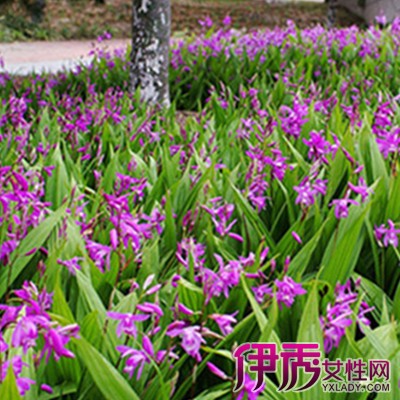 小白芨图片|life.yxlady.com